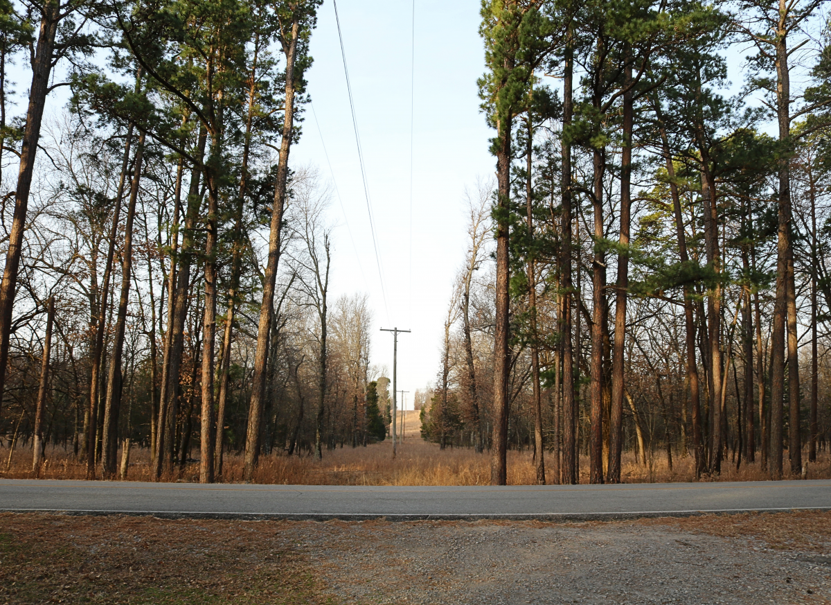 Help Us Keep Power Lines Clear and Your Power Reliable